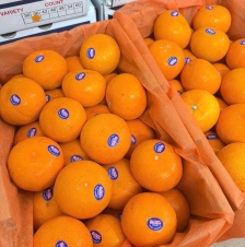 Quýt chủng nhập khẩu