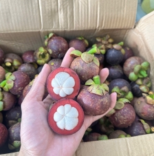 MĂNG CỤC 