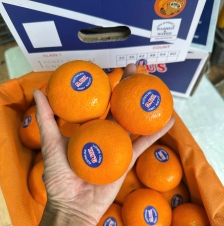 QUÝT 2PH