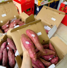 KHOAI LANG XUẤT KHẨU NHẬT 